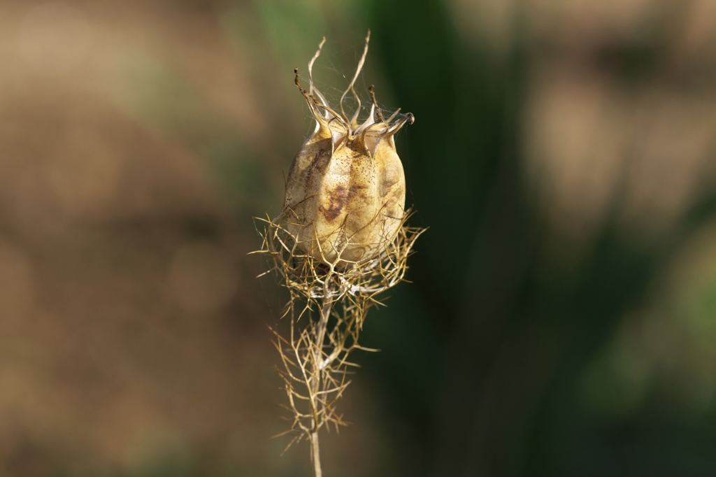 devil's seed