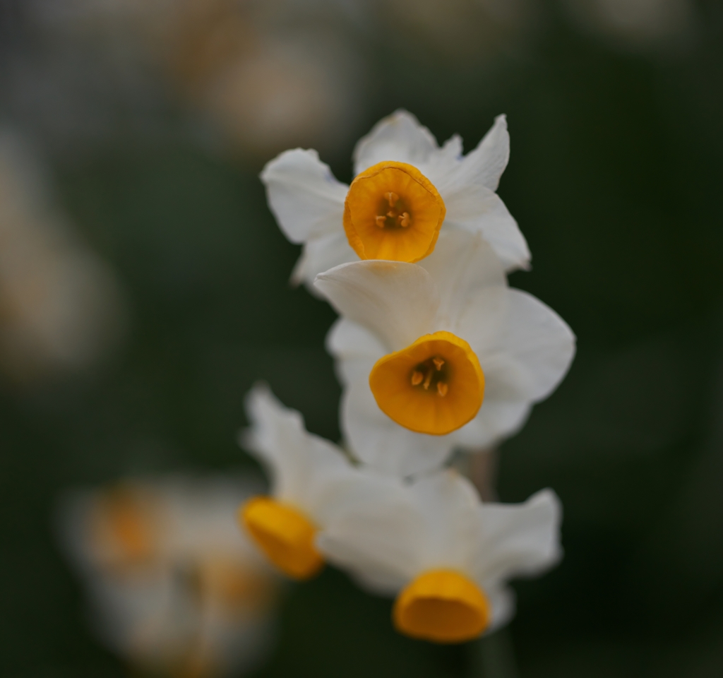 路傍の花たち2016：小さな水仙a