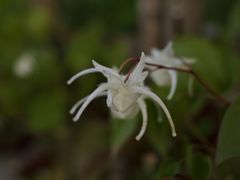 路傍の花たち2016：碇草