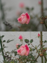よみがえるFDたち：冬の薔薇c