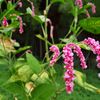 路傍の花たち2016：あかまんま