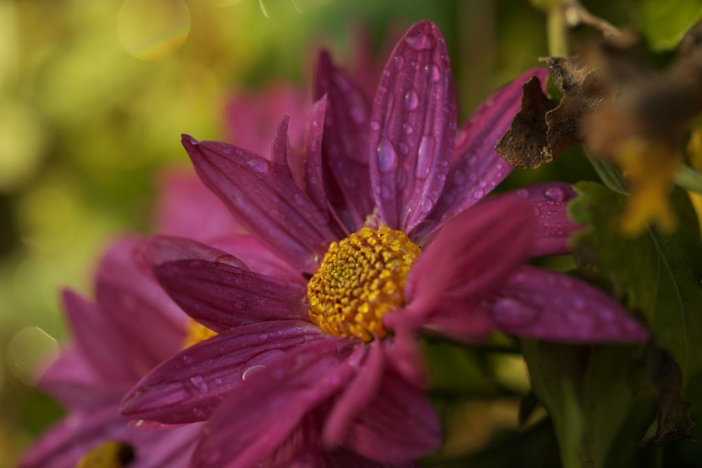 路傍の花たち2016：霜月の菊c