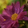 路傍の花たち2016：霜月の菊c
