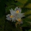 路傍の花たち2017：羊歯の中の著我