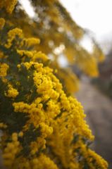 路傍の花たち2016：ミモザ咲く路地a