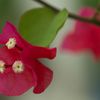 路傍の花たち2016：筏葛_花の横顔