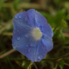 路傍の花たち2015：雨上がり朝顔