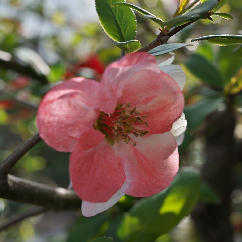 路傍の花たち2016：薄桃の木瓜の花
