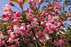 路傍の花たち2015：裏道の花海棠