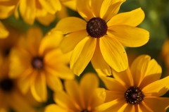 Black-eyed Susan？