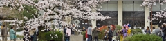 桜めぐり2015：花見でチンドン
