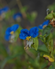 路傍の花たち2015：露草をちこち