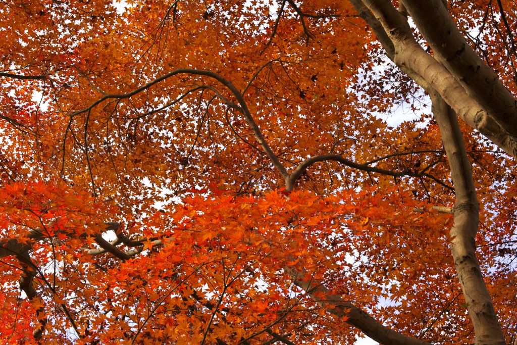 唐紅の綾錦2016：古城公園搦手口