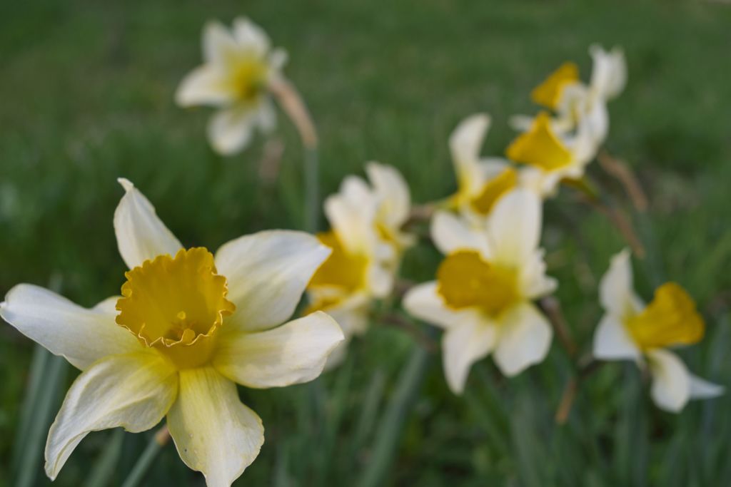 路傍の花たち2016：水仙揺れて