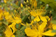 路傍の花たち2015：未央柳いっぱい
