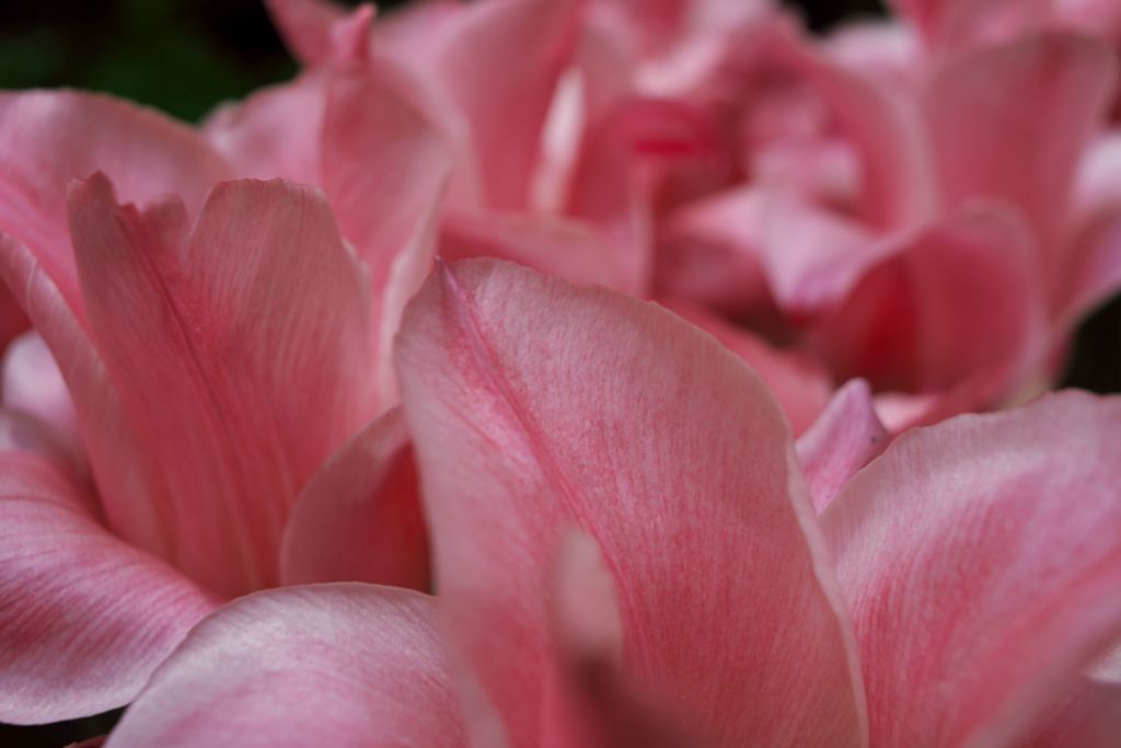 Tulipfair2016：若紫