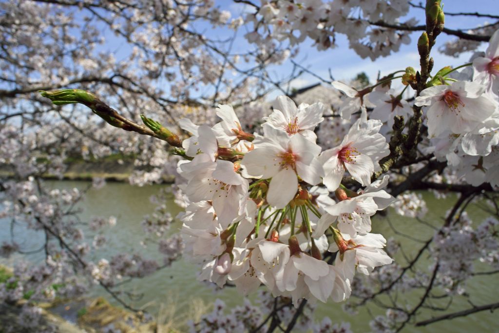 路傍の花たち2016：下条川千本桜（寄ってみる2）
