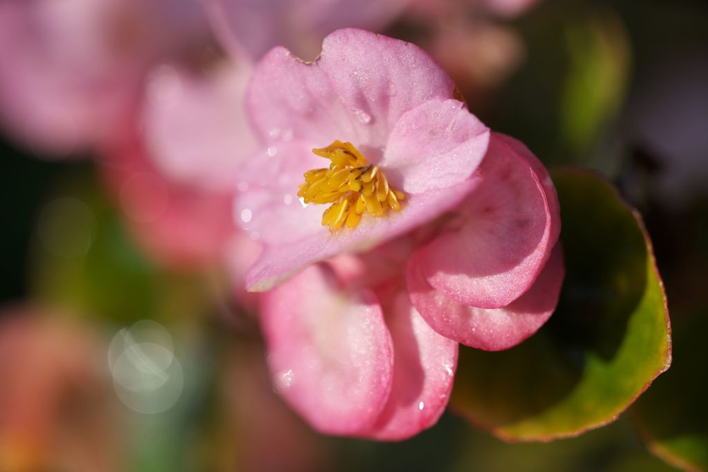 路傍の花たち2016：晩秋の桃色と黄色