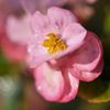 路傍の花たち2016：晩秋の桃色と黄色