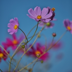 路傍の花たち2015：風と秋桜a