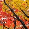 唐紅の綾錦2016：内濠への小径a