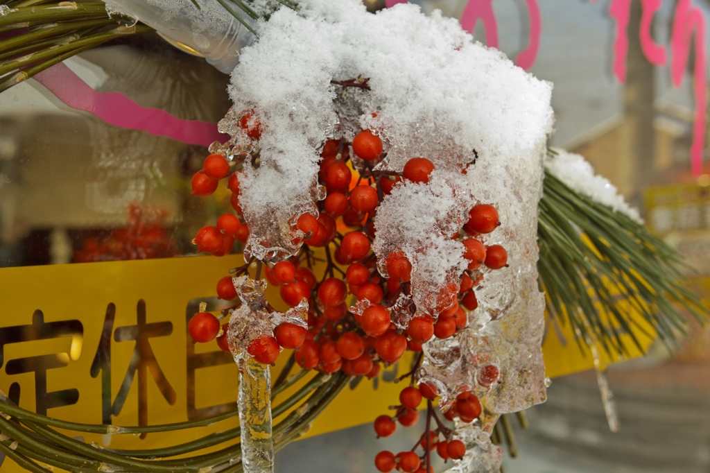 寒い朝2013e：南天