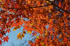 唐紅の綾錦2014o：日に透ける紅葉