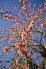 路傍の花たち2016：枝垂れ梅五分咲きb