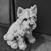 軒下の老犬