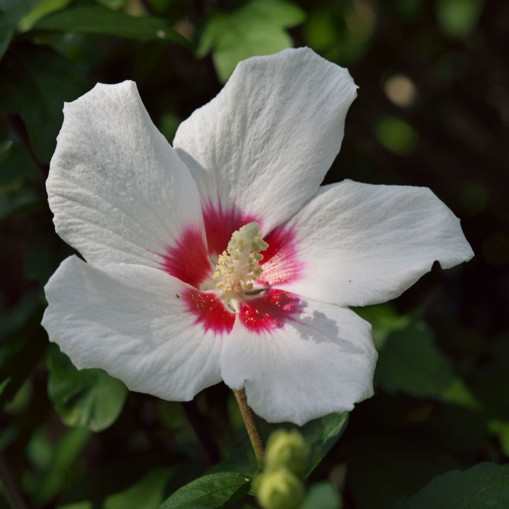 路傍の花たち2016：夏の終わりの木槿