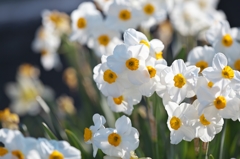 路傍の花たち2015：白い水仙