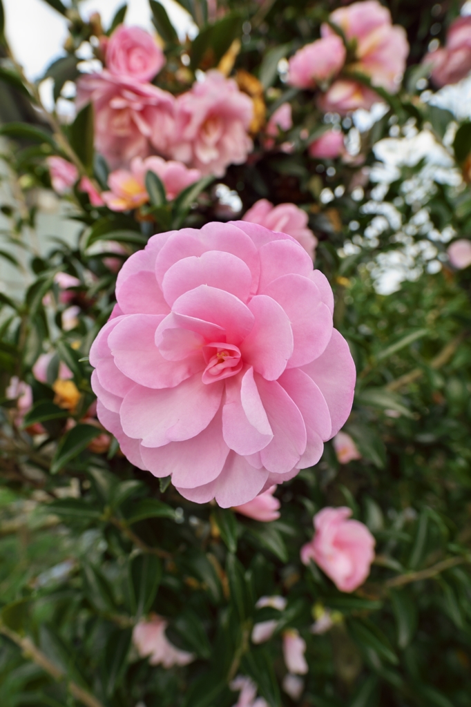 路傍の花たち2015：八重の薄桃