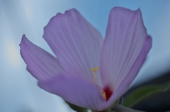 路傍の花たち2015：桃色と灰青色