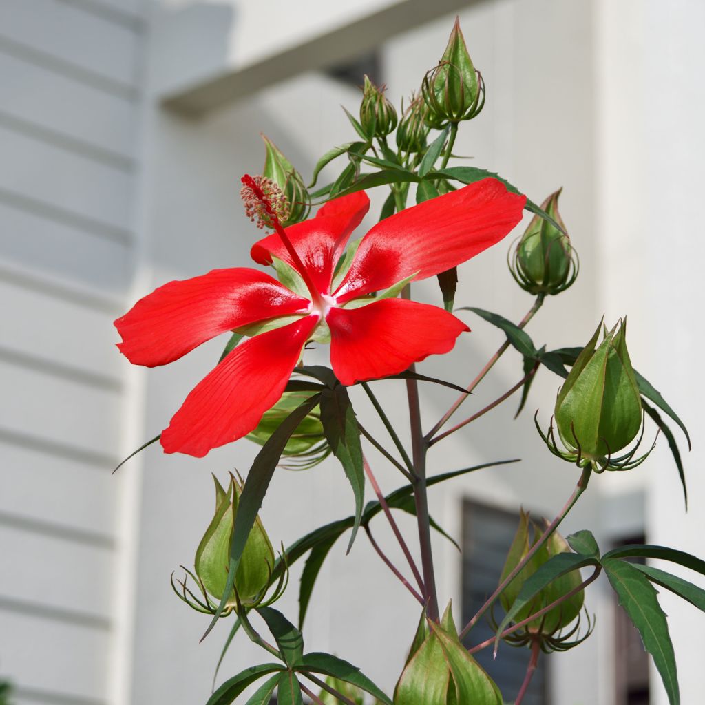 路傍の花たち2016：紅葉葵の朝