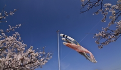 桜archives2012：桜と鯉のぼり