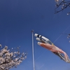 桜archives2012：桜と鯉のぼり