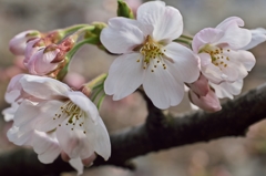桜めぐり2015：松川の桜開花b