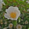 路傍の花たち2017：浪速茨満開