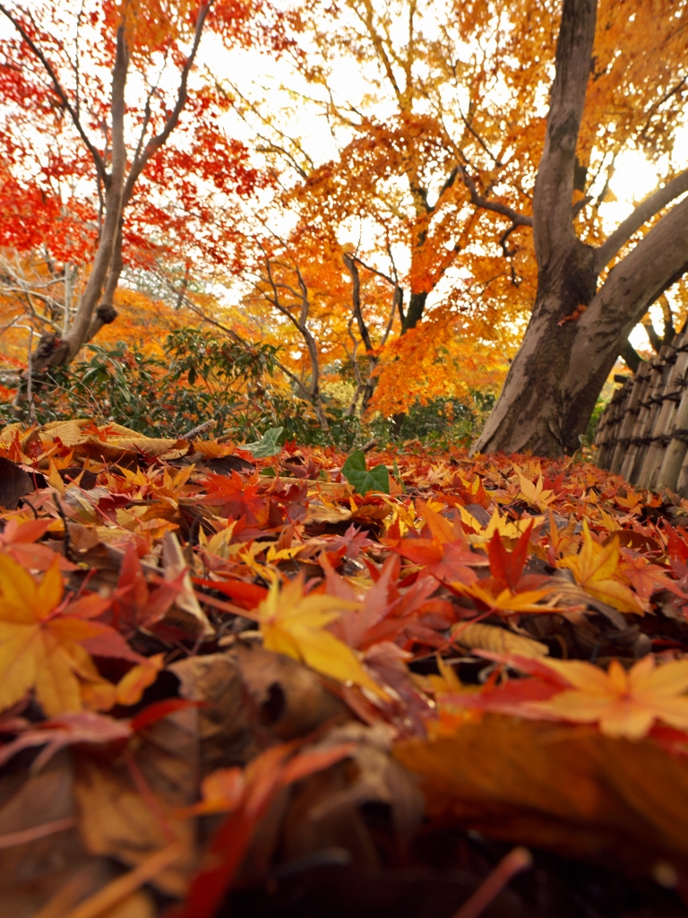 唐紅の綾錦2014s：紅葉の絨毯