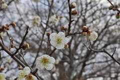 路傍の花たち2016：冬至梅開花b