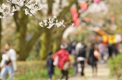 桜めぐり2015：花見の小径
