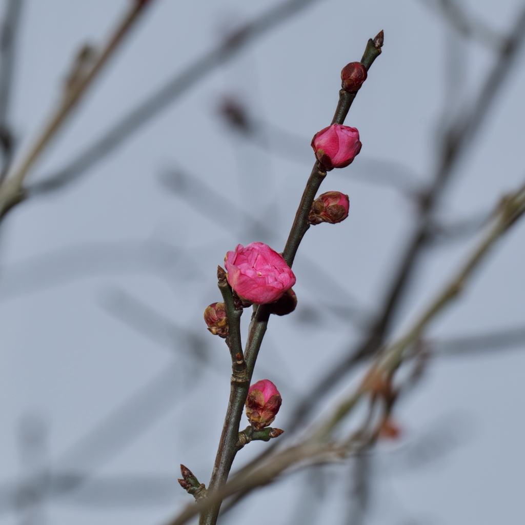 古城公園梅林2015：寒紅梅開花