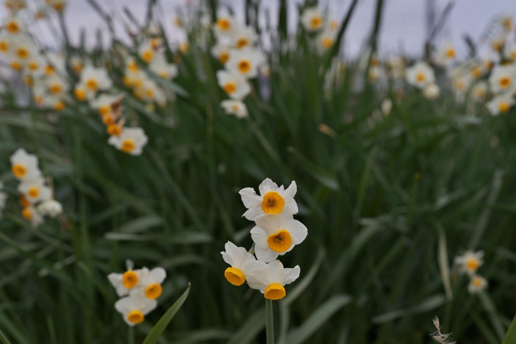 路傍の花たち2016：小さな水仙b
