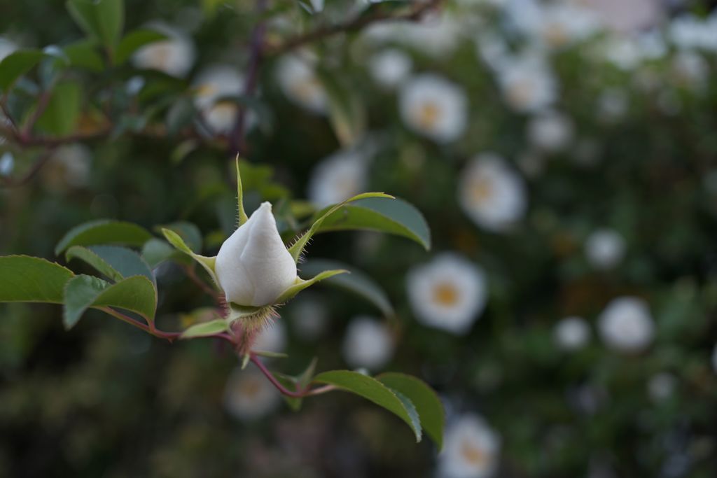 路傍の花たち2016：浪速茨a