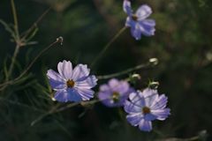 路傍の花たち2016：朝の秋桜