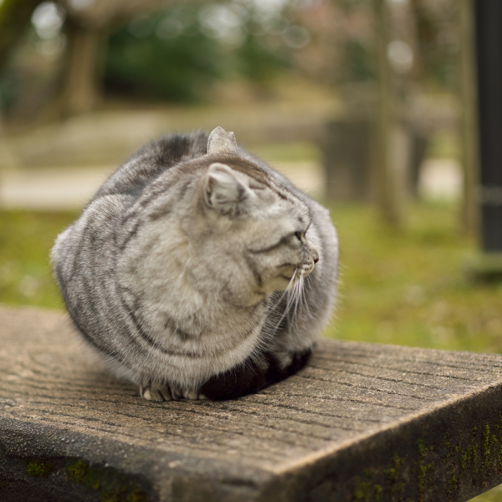 公園のうにゃ～2016：横顔