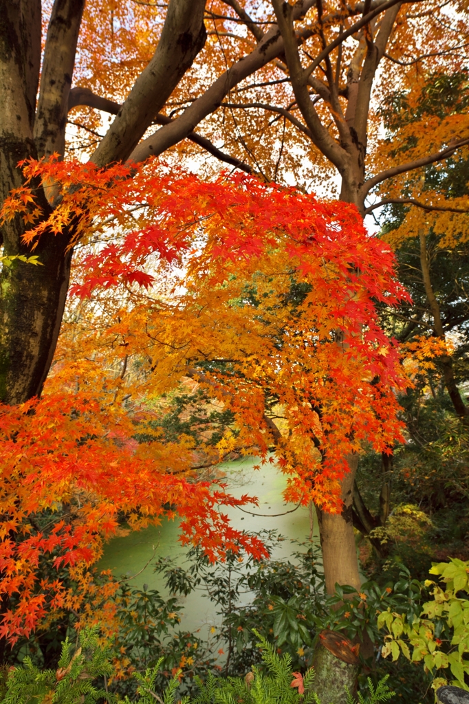 唐紅の綾錦2014t：北外濠の畔