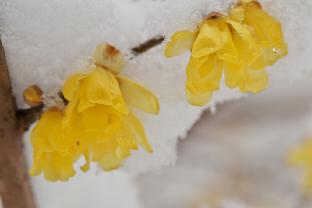 雪と蝋梅2015c：冬の飴細工