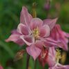 路傍の花たち2017：西洋苧環