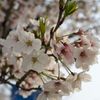 路傍の花たち2016：十間道路の散り初め桜